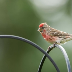 Redwell   03 07 2016   D3s (16 Of 255).jpg